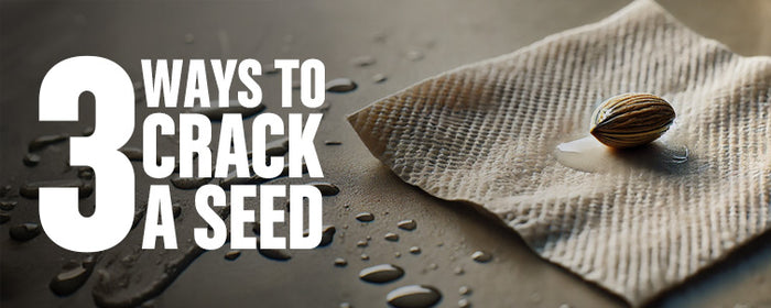 3 Ways to Crack a Seed: Germinate Seeds Super Fast.