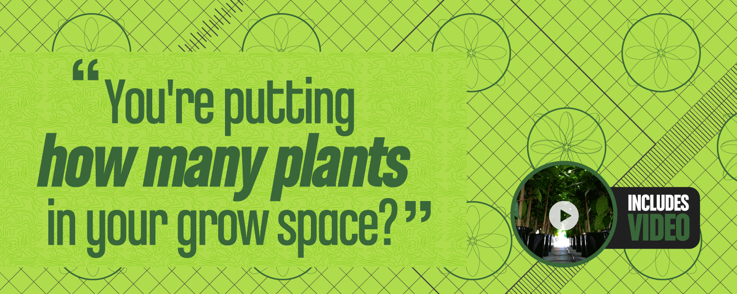 How Many Plants to Maximize Grow Space?